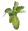 4" Mother of Thousands Kalanchoe